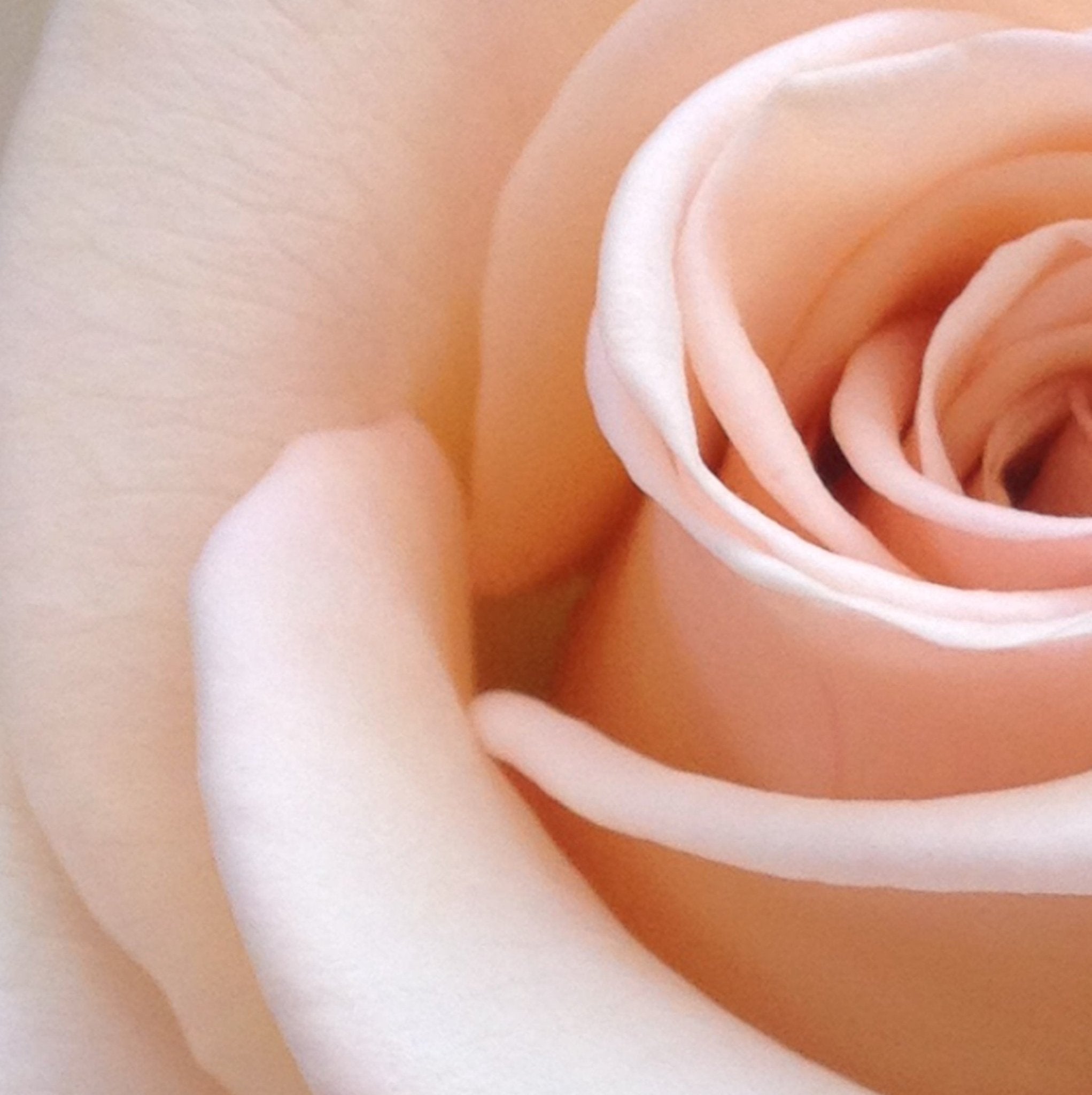 Apricot Blossoms Fragrance Oil