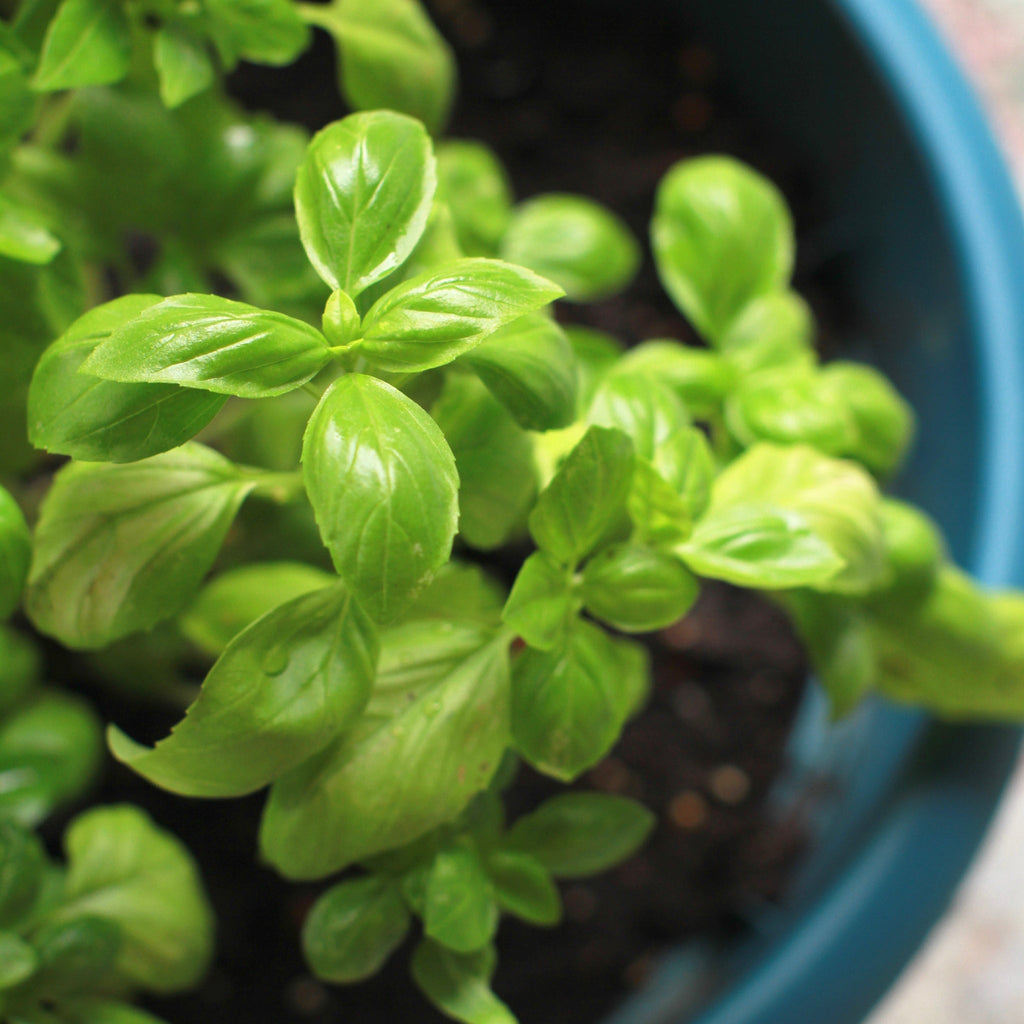 Basil Essential Oil