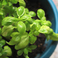Basil Essential Oil