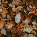 Crisp Fall Night Fragrance Oil