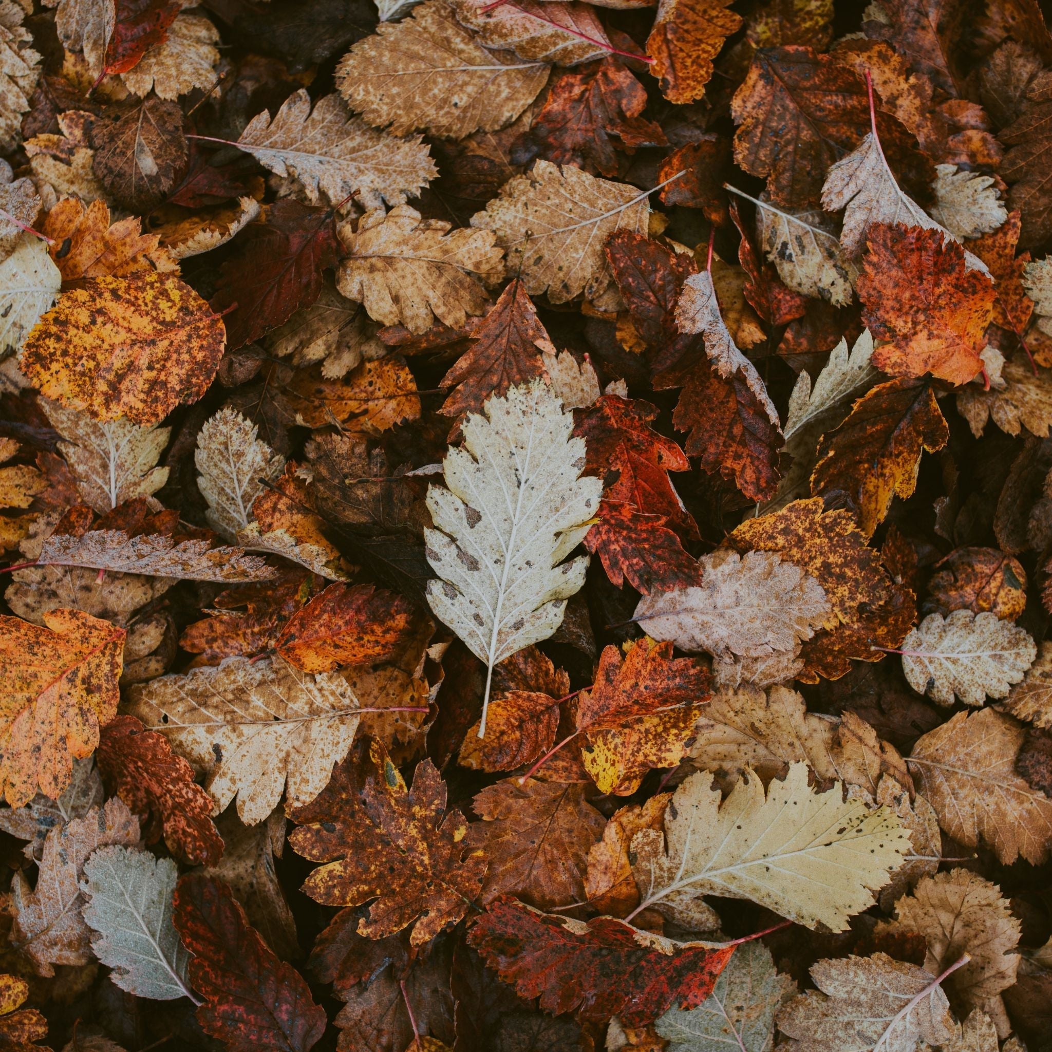 Crisp Fall Night Fragrance Oil